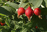 IMG_6805_1