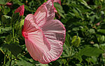 IMG_6812_1