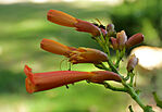 IMG_6776_1