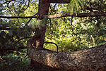 IMG_6799_1