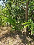 IMG_20240731_105308