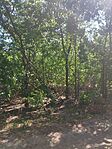 IMG_20240731_105242