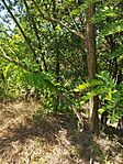 IMG_20240731_105305