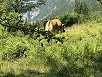 IMG_2741
