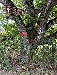 IMG_7033