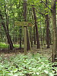 Zubogyi matuzsálem-5