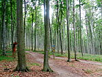 Köris erdő