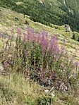 IMG_3428