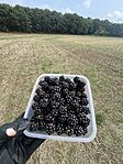 IMG_3962