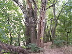 Boszorkány-sziget