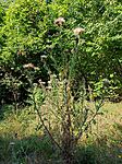 IMG_20240814_094058