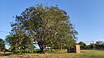 IMG_20240811_064815
