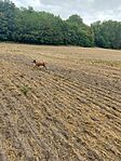 IMG_20240803_115859