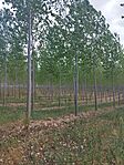 IMG_20240803_131248