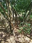 IMG_20240803_131832