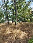 IMG_20240803_132205