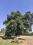 IMG_20240730_102032