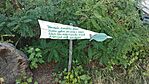 IMG_20240825_180546