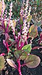 IMG_20240825_180723