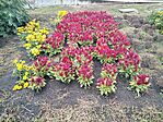 IMG_20240915_111819_1