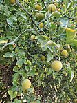 IMG_20240921_154724