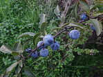 DSC09687