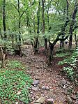 IMG_6428