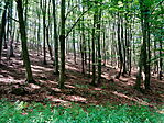 Bakonyi erdő