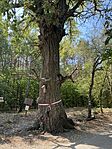 IMG_3634