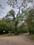 IMG_20240929_102721_939.jpg_compressed