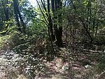 IMG_20240922_130230375_MFNR
