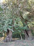 IMG_20240908_092411