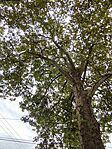 IMG_20240925_113459
