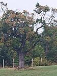 IMG_20240928_110724