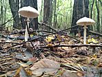 IMG_20241005_111317
