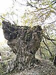 IMG_20241013_114148_1