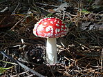 DSC09752