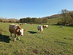 IMG_20241030_113935160