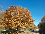 IMG_20241030_114611135