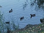 IMG_20241009_170315