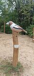 IMG_0648