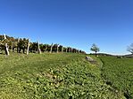 IMG_9177 Large