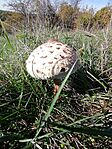 IMG_20241019_111356