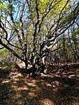 IMG_20241019_112228