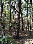 IMG_20241020_142649