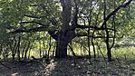 IMG_9588