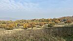 IMG_0454