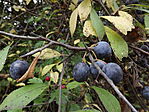 Zuhogó-3