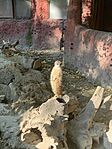 IMG_6803