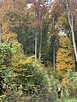 IMG_6918